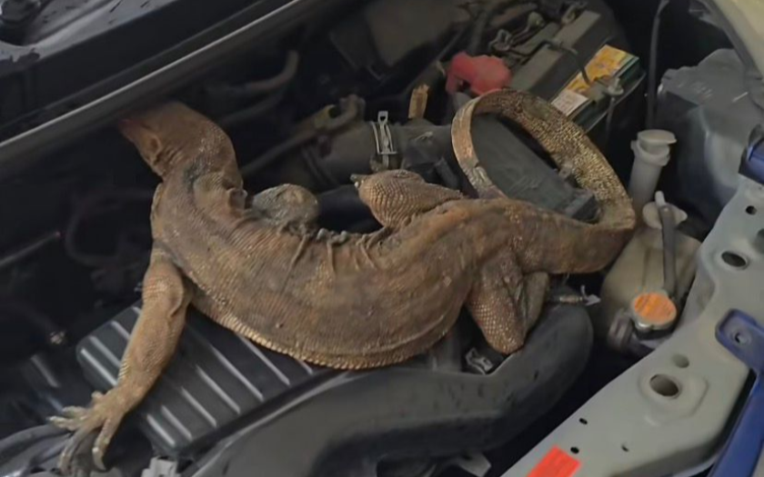Bikin Kaget! Biawak Ngumpet di Balik Kap Mesin, Begini Cara Ampuh Mencegahnya